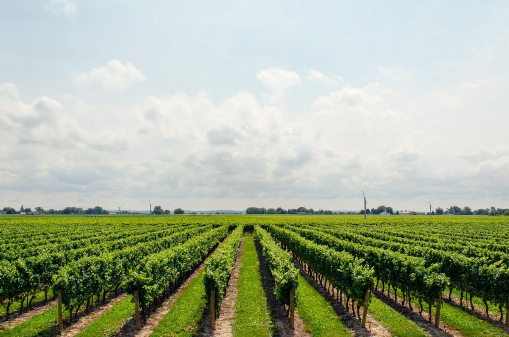 Winery grapes