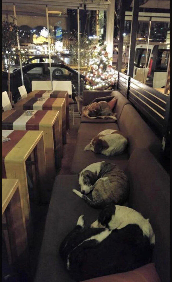 Dog sleeping floor restaraunt