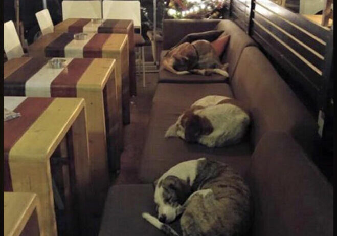 Dog sleeping floor restaraunt