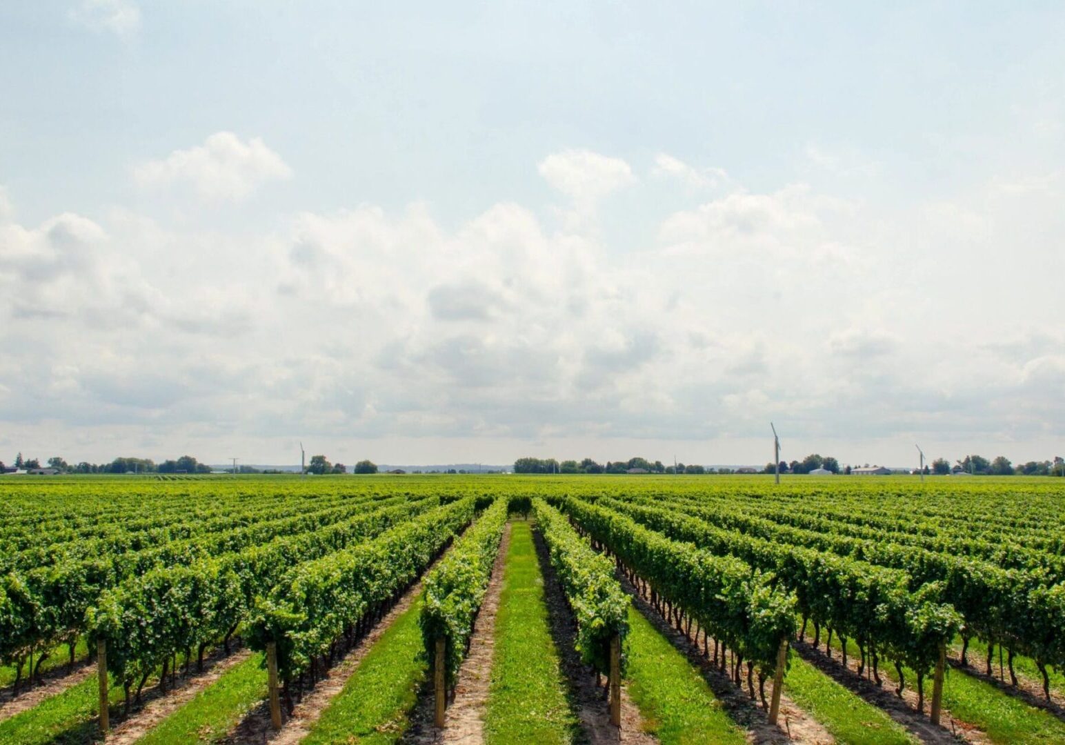 Winery grapes